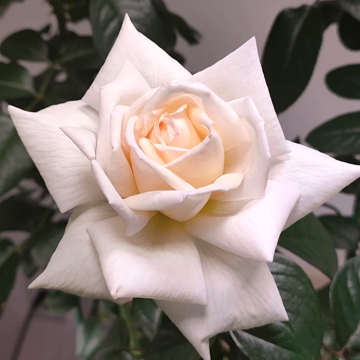 1767665181132938.jpg 玫昂面霜 Creme de Meilland
