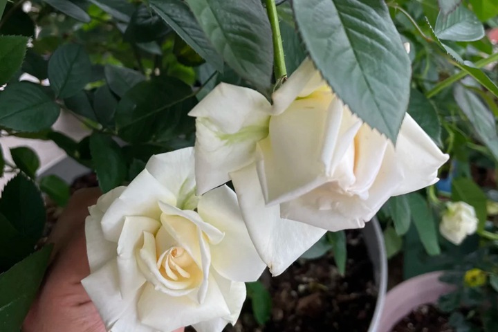 1767665181891399.jpg 玫昂面霜 Creme de Meilland