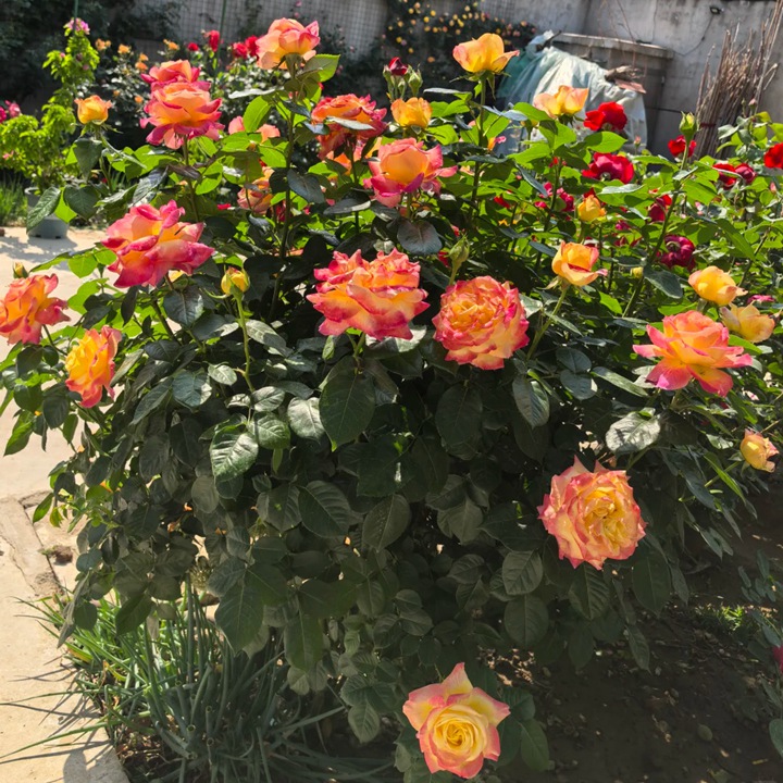 1767666190302253.jpg 爱与和平/东方和平 Love & Peace