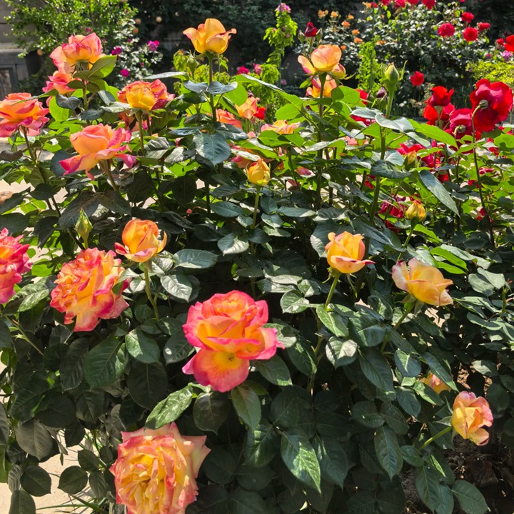 1767666190849832.jpg 爱与和平/东方和平 Love & Peace