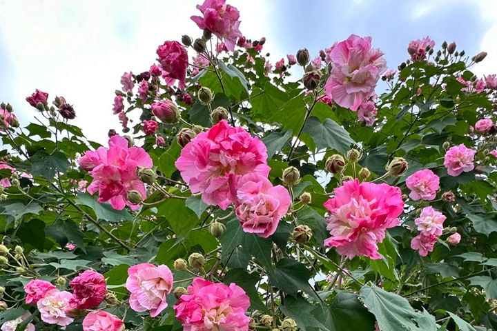 1768266541156074.jpg 芙蓉花什么时候开花,一年开几次花