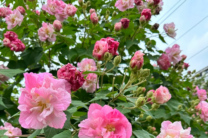 1768266541384723.jpg 芙蓉花什么时候开花,一年开几次花