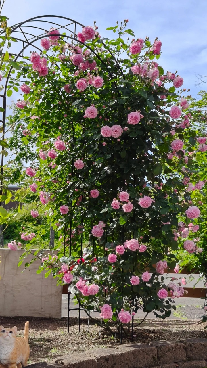 1768268811145330.jpg 薰衣草少女 Lavender Lassie