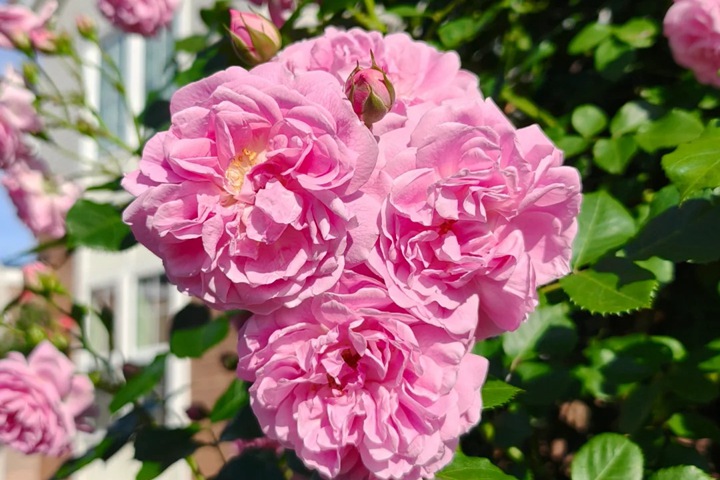 1768268812225803.jpg 薰衣草少女 Lavender Lassie