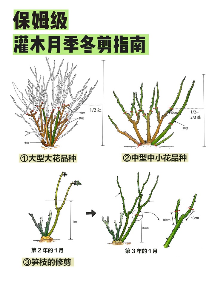 1768286832300281.jpg 灌木月季冬季修剪方法