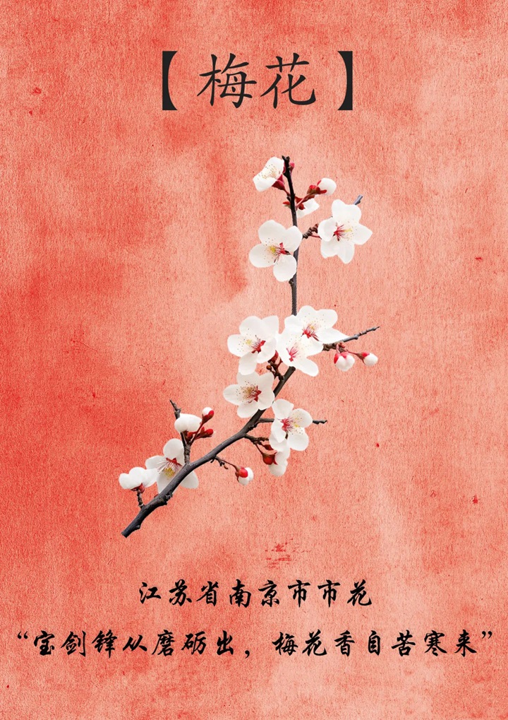 1768529802863303.jpg 南京的市花是什么花?