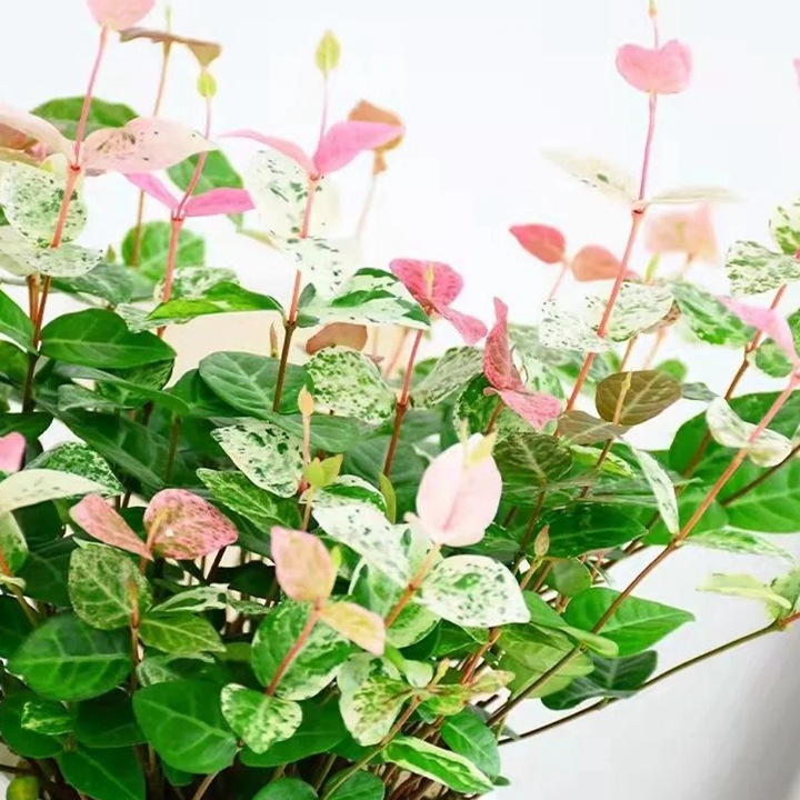 1768533612471446.jpg 花叶络石——会变色的爬藤小精灵