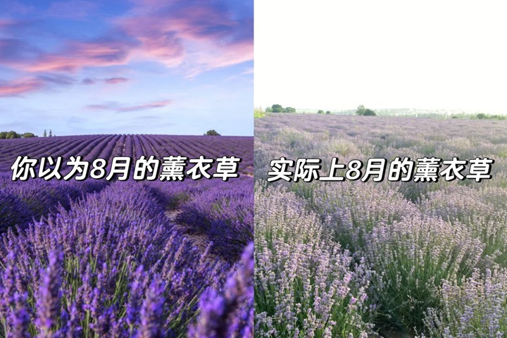 1768547783292156.jpg 薰衣草几月份开花