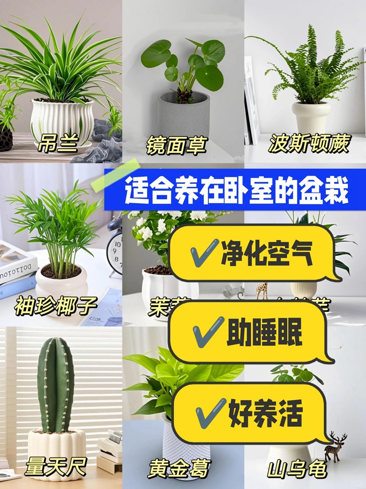 1768613997867649.jpg 什么植物最适合放在室内净化空气