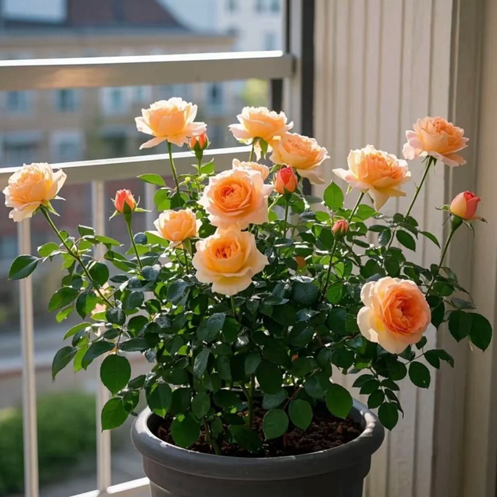 1768620076427268.jpg 月季花适合在室内养吗?