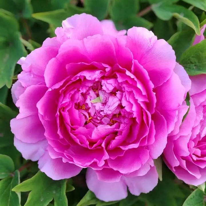 1769483482621539.jpg 中国的国花是什么花?