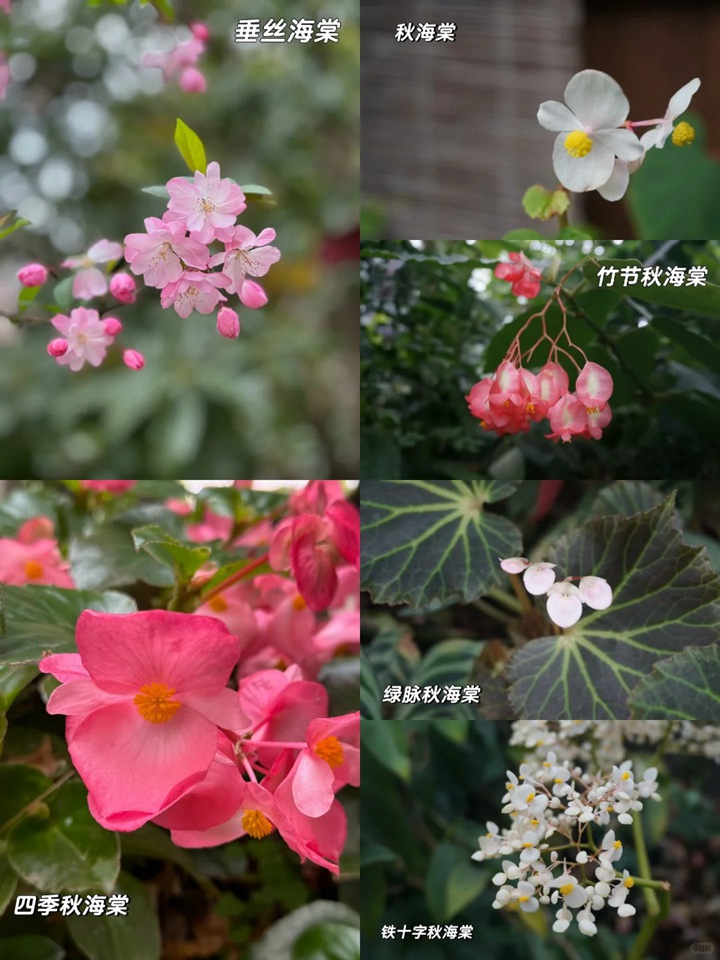 1769654769843782.jpg 秋海棠和海棠的区别详解