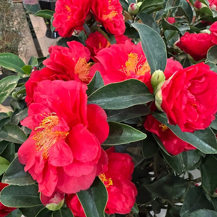 1769667737493373.jpg 温州市的市花是什么花