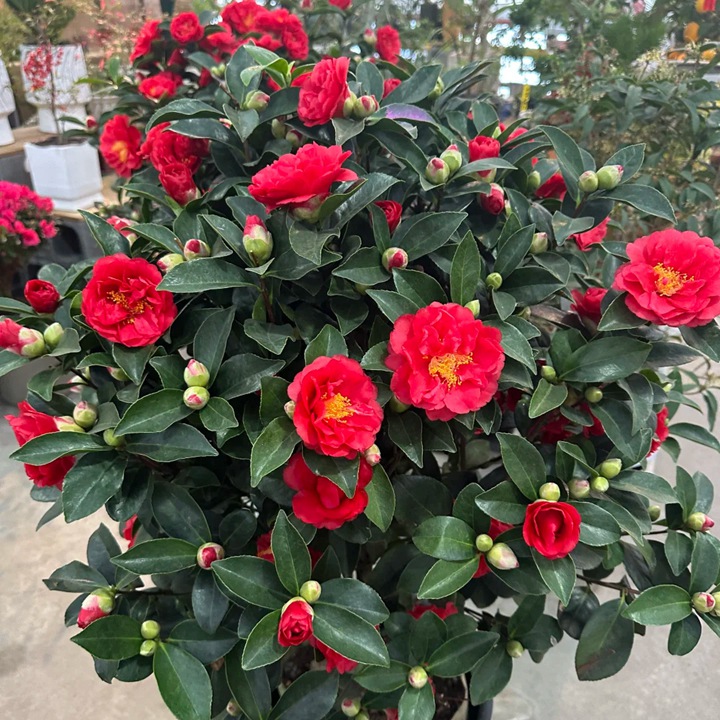 1769667737837931.jpg 温州市的市花是什么花