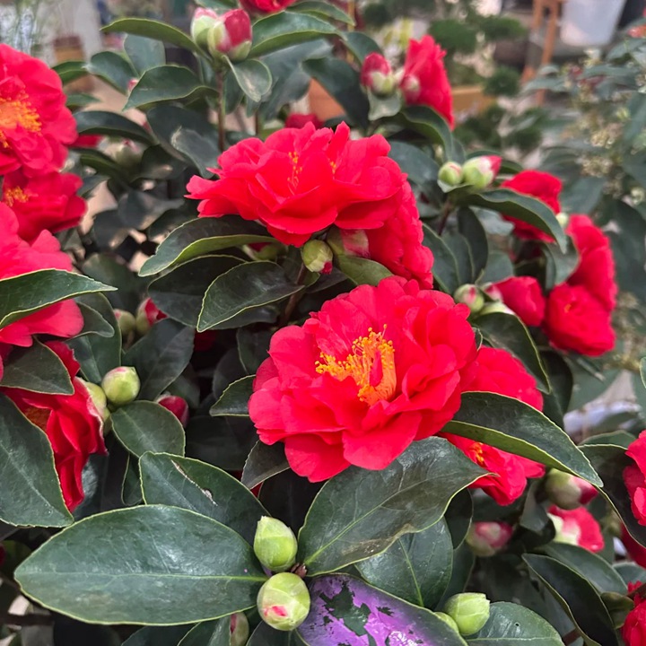 1769667738706252.jpg 温州市的市花是什么花