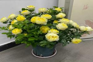 月季种多久才会开花