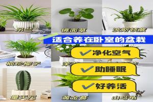 什么植物最适合放在室内净化空气