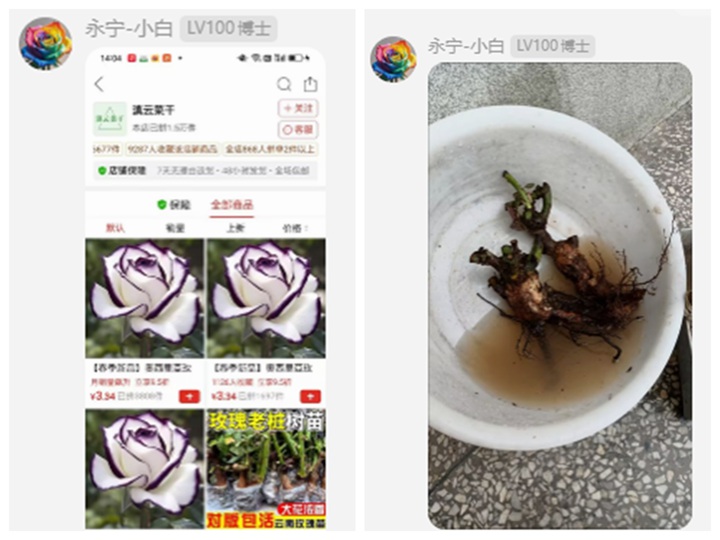 1776219587868555.jpg 月季老桩苗千万千万不要买!!!
