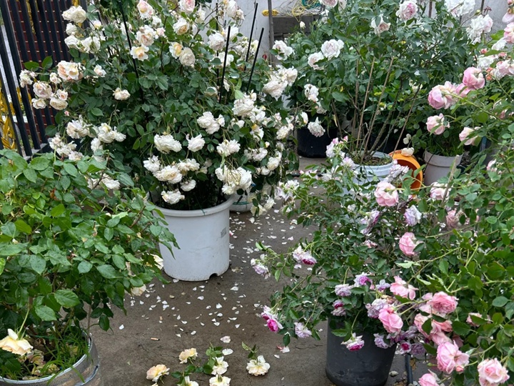 1776649606472917.jpg 雨季来临,月季花园养护注意事项