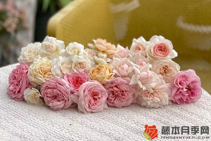 1776737362364661.jpg 月季新手养护的几个误区,你有没有踩坑?