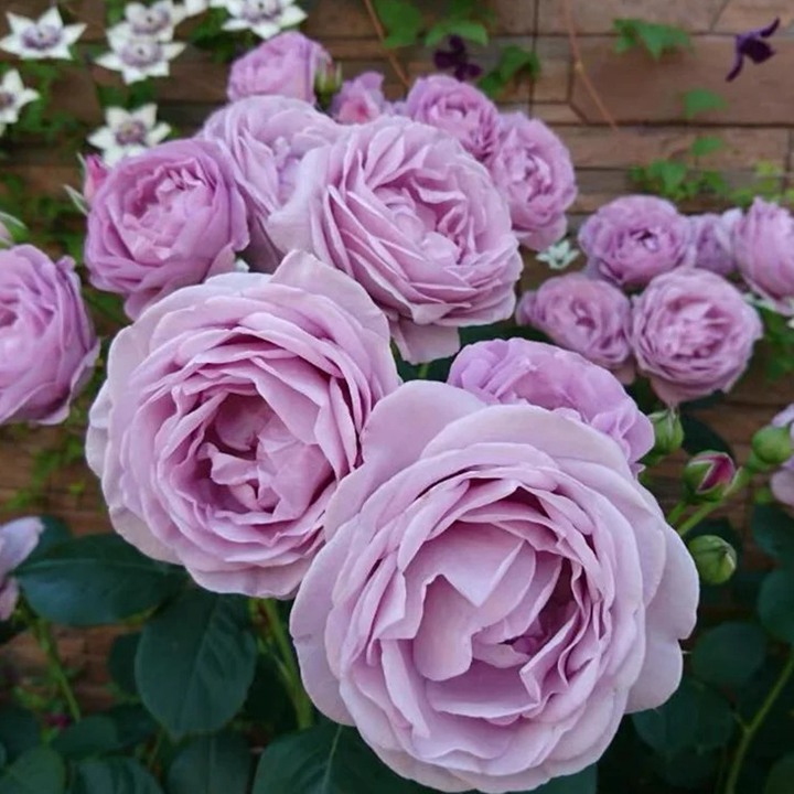 1776911502184525.jpg 蓝色风暴月季它的开花性怎么样?