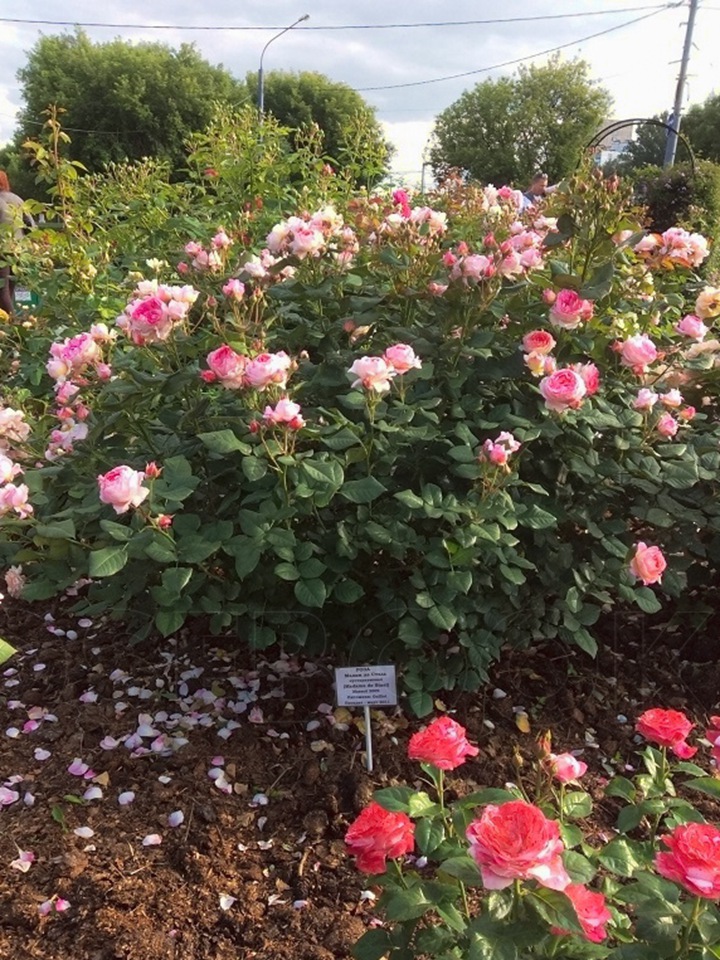 1777255875799096.jpg 花园里种植月季,密度如何来控制?