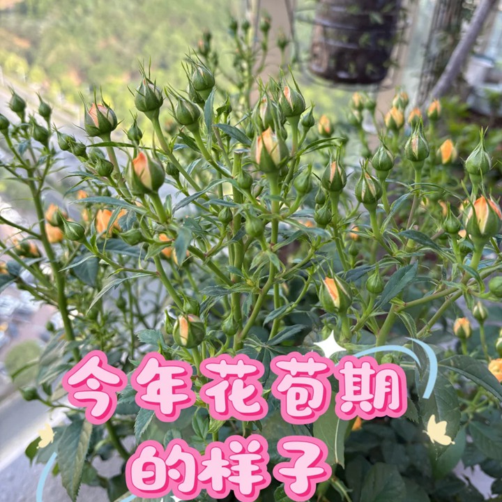 1777337478594432.jpg 最受欢迎的微型月季品种是哪个?