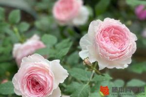 为什么有的月季开花容易垂头