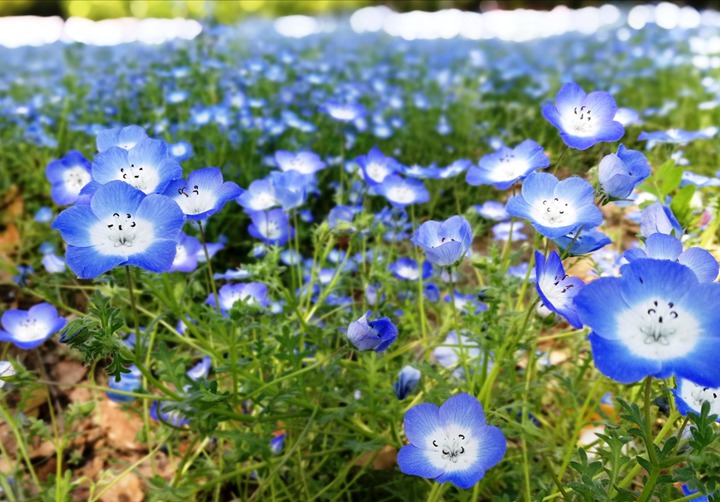 1779171588365314.jpeg 月季花下面可以种什么花