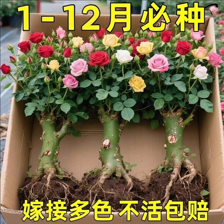 1779337565232696.jpg 老桩月季能种活吗?