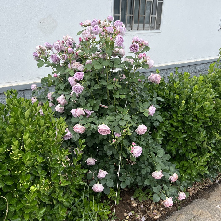 1779339673538896.jpg 月季种植养护全方位指南