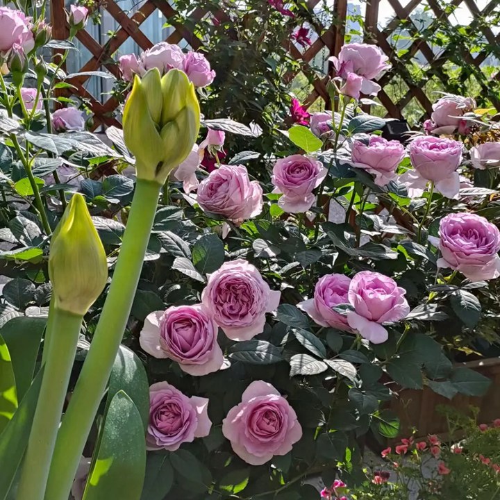1780453726100424.jpg 花友上冬藕荷这些年种的最满意的月季
