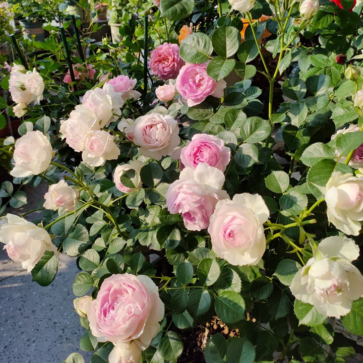 1780453726735092.jpg 花友上冬藕荷这些年种的最满意的月季