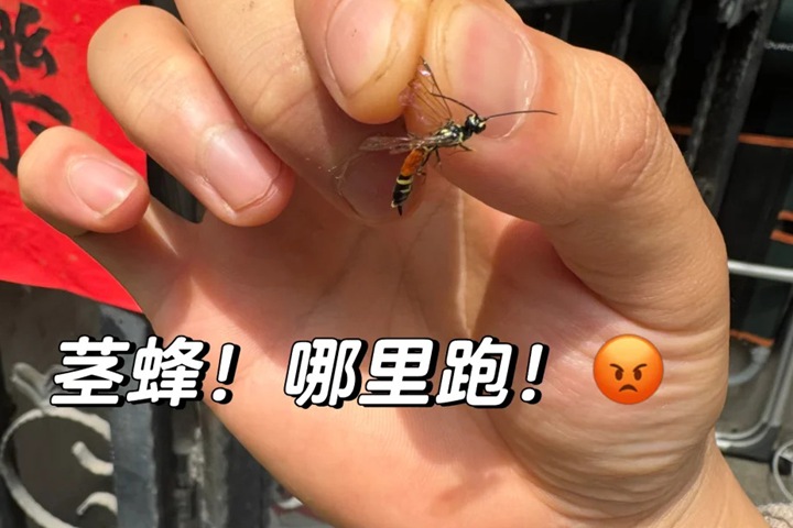 1780712640787974.jpg 月季茎蜂防治攻略