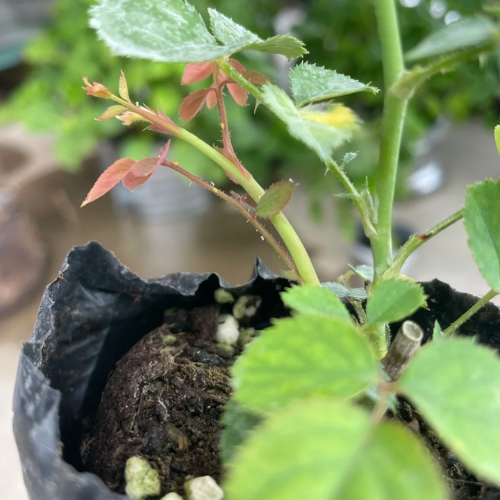 1780966341469780.jpg 夏天可不可以种植月季?