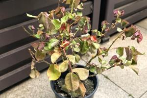 夏季月季缺水后怎么处理？