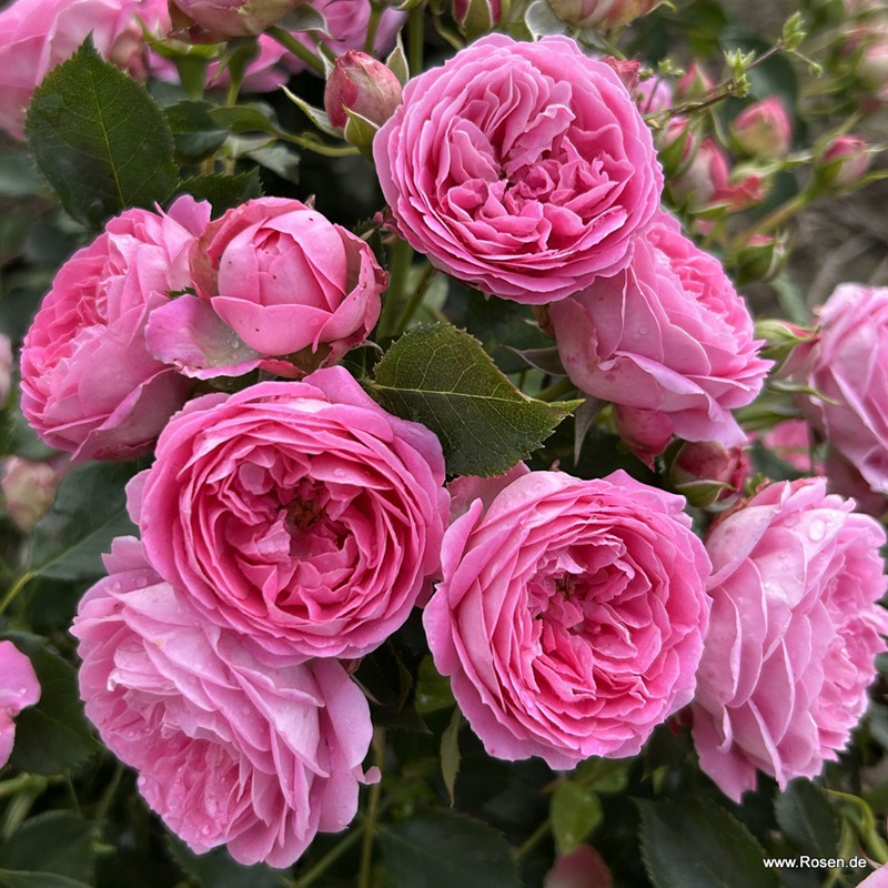 1783468711339757.jpg 朱莉 Julie