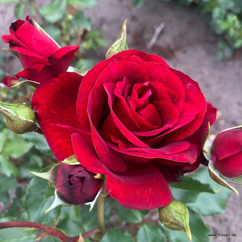 1783469422103739.jpg 皇家红 Royal Red