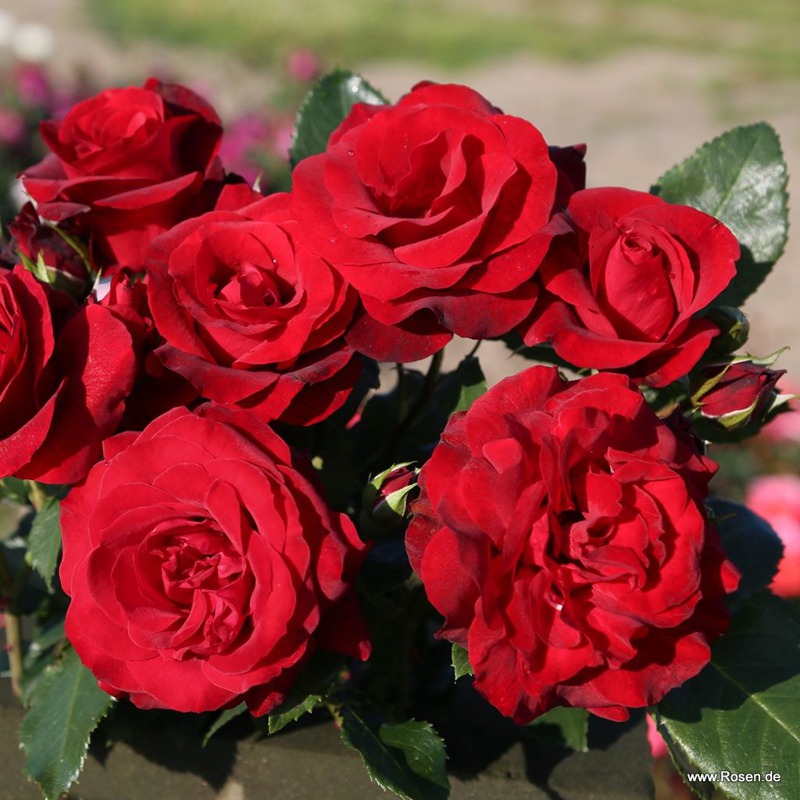 1783469422195133.jpg 皇家红 Royal Red