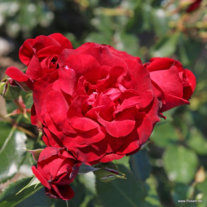 1783469422262467.jpg 皇家红 Royal Red