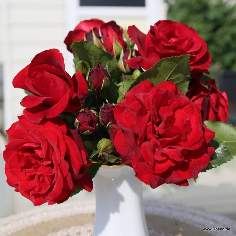 1783469422504572.jpg 皇家红 Royal Red