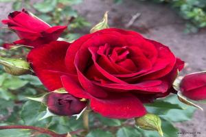 皇家红 Royal Red