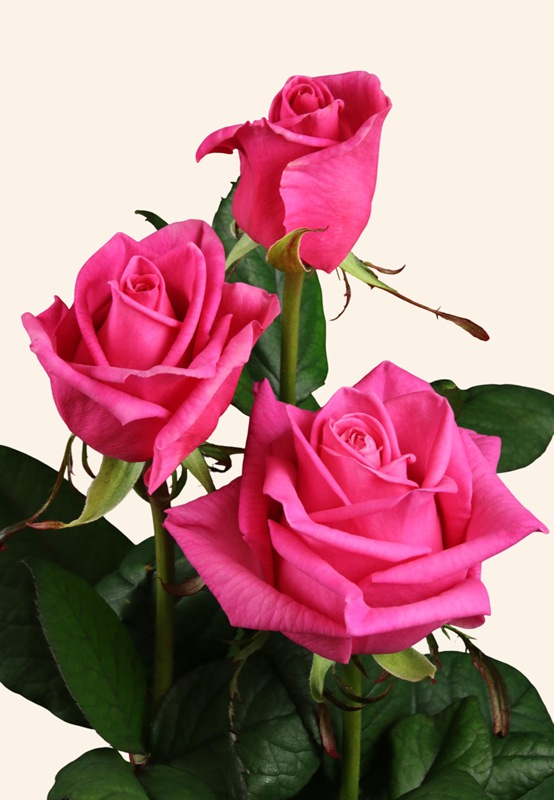 1786235472277975.jpg 艾德琳 Adeline