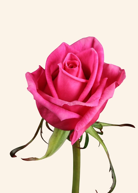1786235472698511.jpg 艾德琳 Adeline