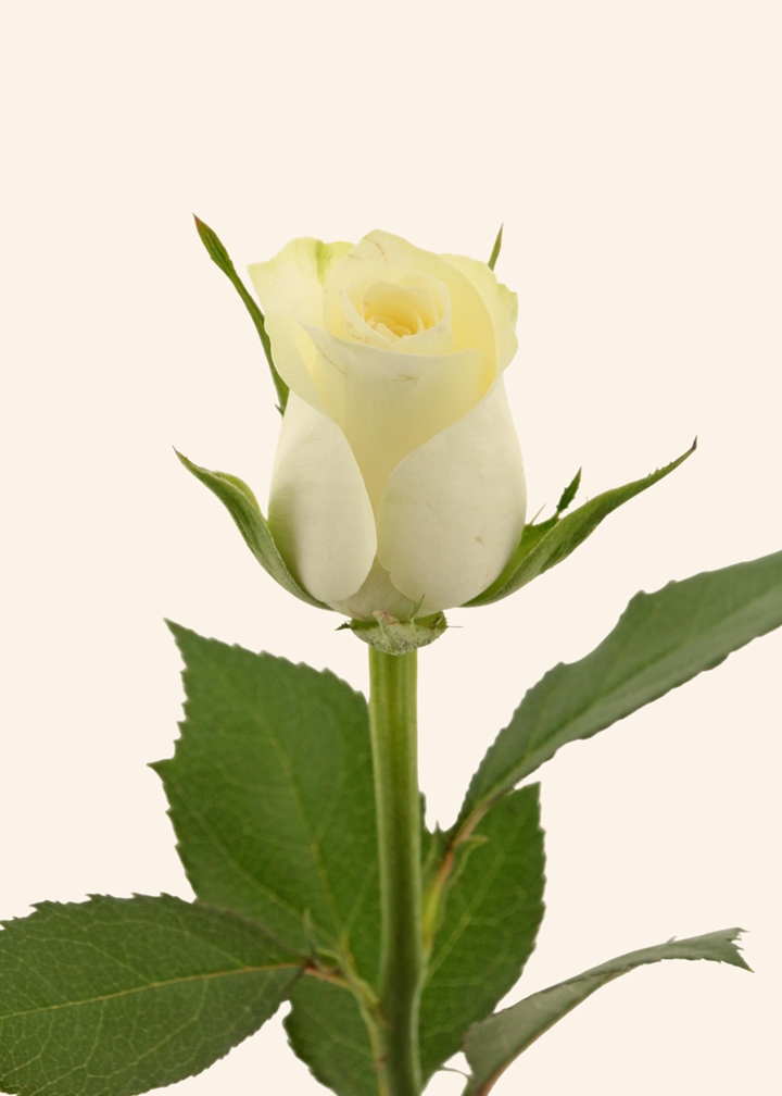 阿尔卑斯玫瑰 Alpina Rosa