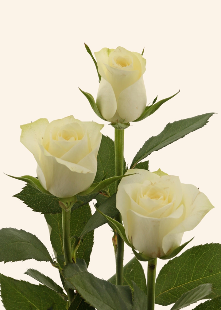 阿尔卑斯玫瑰 Alpina Rosa