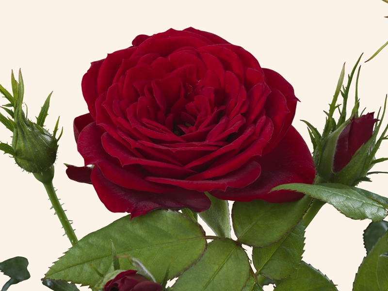 阿穆尔阳台 Amour Terrazza