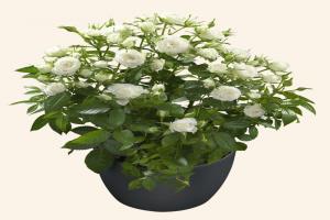 白色阳台 Alba Terrazza