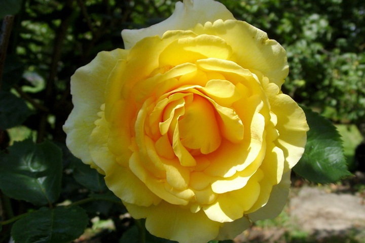 1788518360340543.jpg 夏日黄金 Sommergold