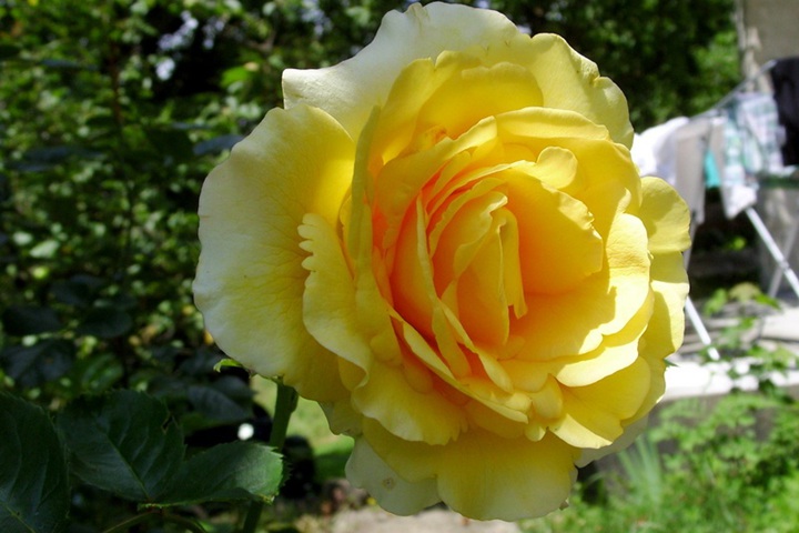 1788518360629868.jpg 夏日黄金 Sommergold